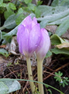 2015-11-20 Colchicum.jpg
