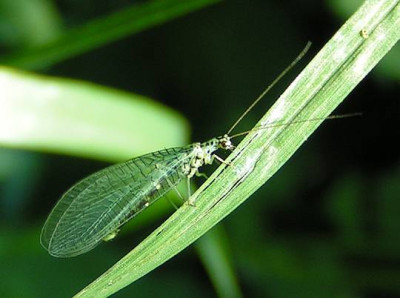 Chrysopa_perla_-_Florfliege_02.jpg