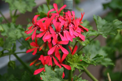 Pelargonie0615.JPG