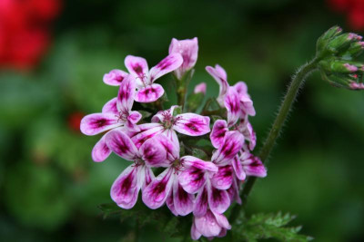 Pelargonie0715.JPG