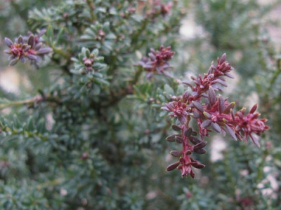 Podocarpus (Kopie).jpg