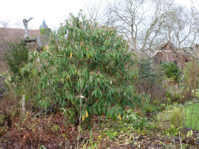 2015-11-21 Viburnum rhytidophyllum.jpg