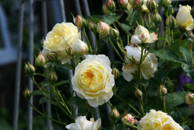 Rose The Pilgrim0115.JPG
