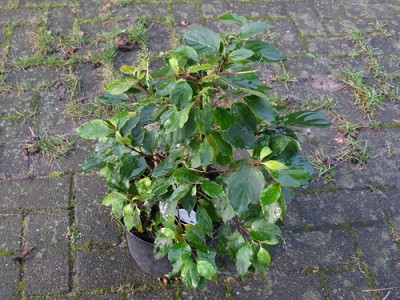 Cornus pumila ganz (Kopie).jpg