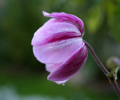 Herbstanemone-im-Regen-1.jpg