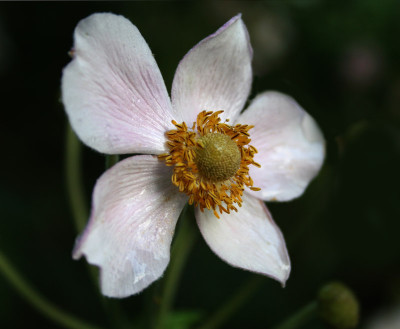 Herbstanemone-verbluht-3.jpg
