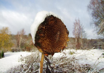 2015_1122EndeNovember0103.jpg