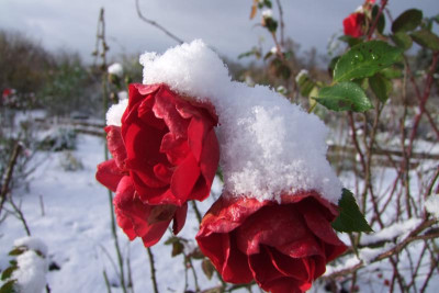 2015_1122EndeNovember0106.JPG