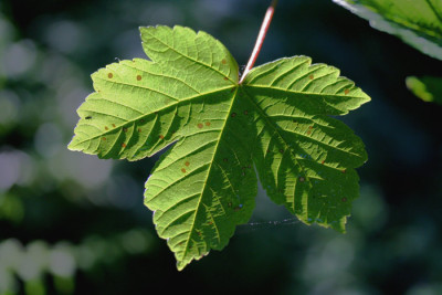 Blatt-im-Gegenlicht.jpg