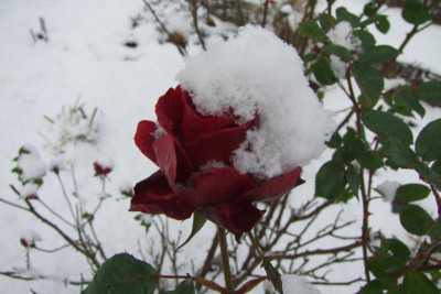 2015_1122EndeNovember0115.jpg