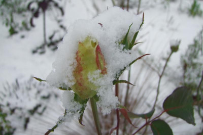 2015_1122EndeNovember0117.jpg