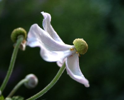 Herbstanemone-verbluht-2.jpg