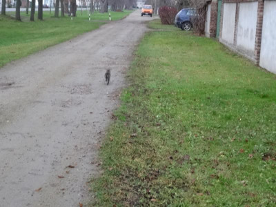 katze 01.jpg