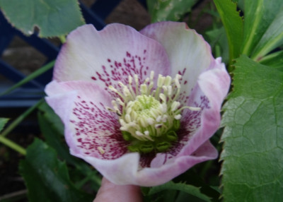Helleborus nov15.jpg
