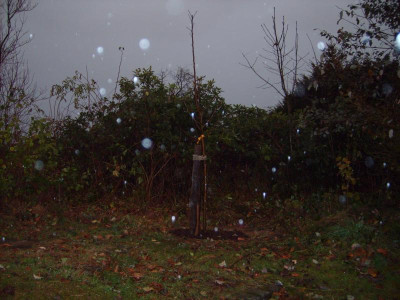 Apfelbaum 023.JPG