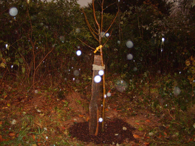 Apfelbaum 024.JPG