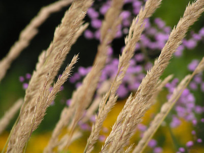 gras_calamagrostis_acutiflora.jpg