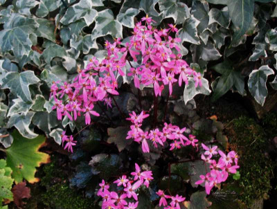 'Black Ruby'  ... 23.11.15 037.jpg