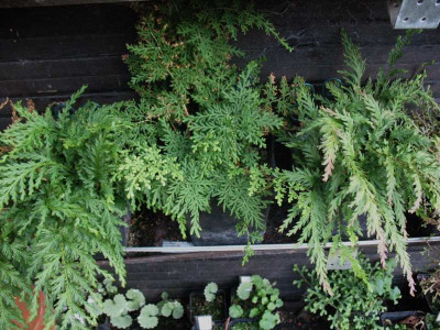 Selaginella  ...  23.11.15 034.jpg