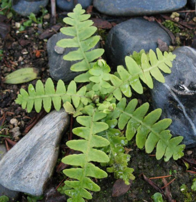 Asplenium dalhousiae  ...  23.11.15 042.jpg