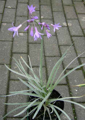 20.8.06._Tulbaghia_violacea_Variegata_028.JPG