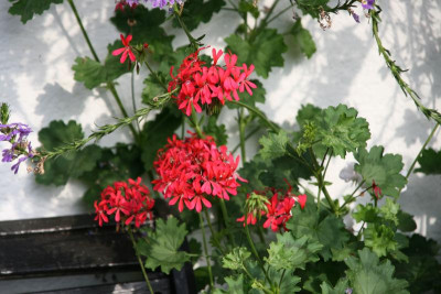 Pelargonie0515.JPG