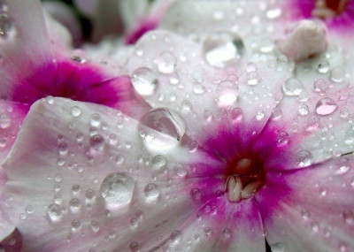 new_Phlox.jpg