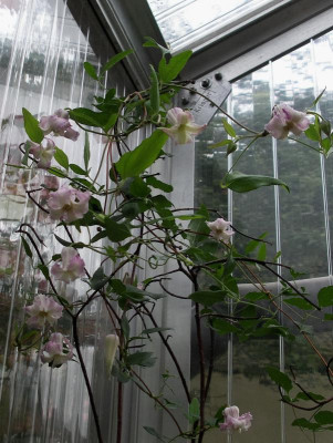 Clematis crispa 27.09.15.JPG