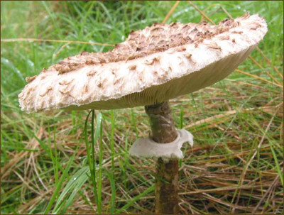 PILZ_DI_2208_R.jpg
