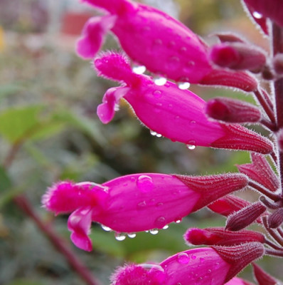 Salbei_involucrata_Bethelii_N_0053_87.jpg