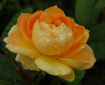 Candlelight_N_0020_95.jpg