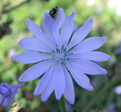 Wegwarte_HG_29333_94.jpg