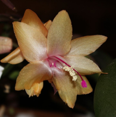 10 Weihnachtskaktus Blüte 23.11.2015.jpg