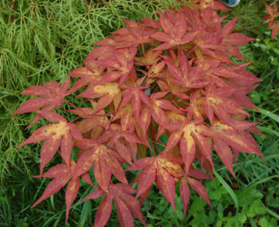 Roter_Facherahorn_Teich_0137_80.jpg