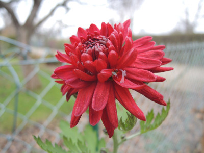 Chry.Herbstrubin 15.JPG