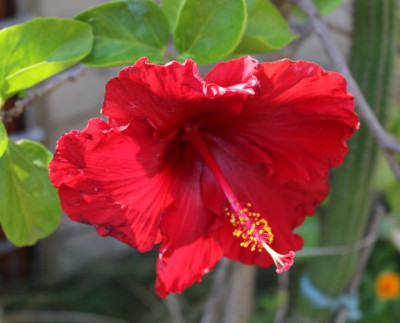 03 Hibiskus Blüte 24.08.2015.jpg