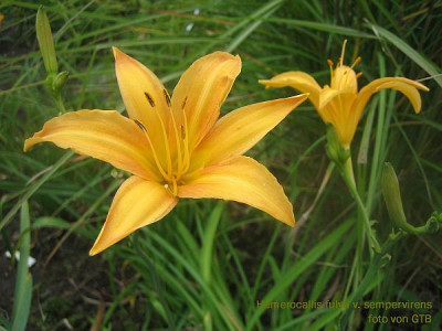 H._fulva_v._sempervirens_31701.jpg