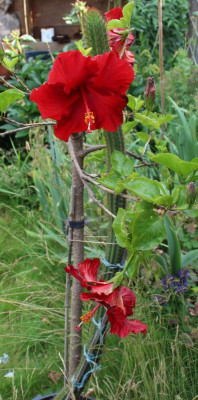 Hibiskus Stamm 27.06.2015.jpg