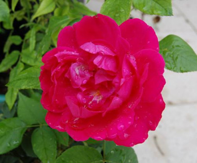 Prince_Stirbey_0063_93.jpg