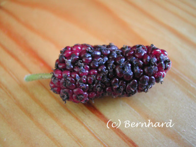 morus_rubra_reife_frucht.jpg