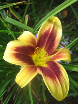 Wideyed_3174_r11.jpg