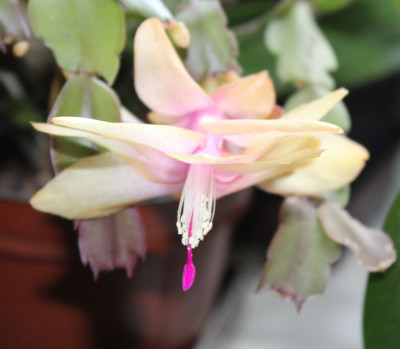 11 Weihnachtskaktus Blüte 26.11.2015.jpg