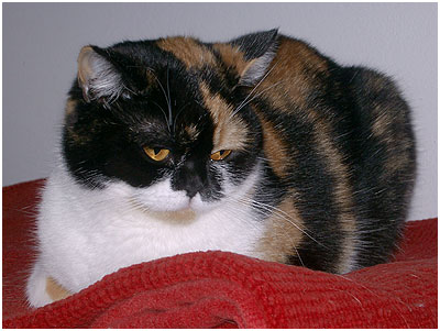 daisy_20050305.jpg