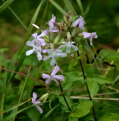 DSC_8392-WildPhlox-Rhein_001.JPG