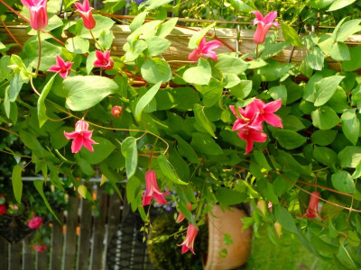 DSCF0775.jpg