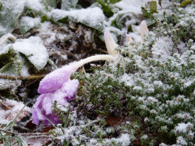 2015-11-28 Colchicum 1.jpg