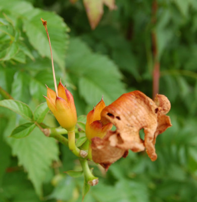 Trompetenblume_Mme_Galen_HW_0092_95.jpg