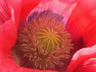 Schlafmohn.jpg