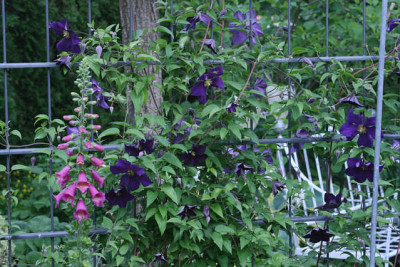 Cl.vit.Viola0911.jpg