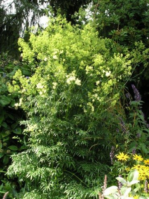 Thalictrum-lucidum-220806.jpg